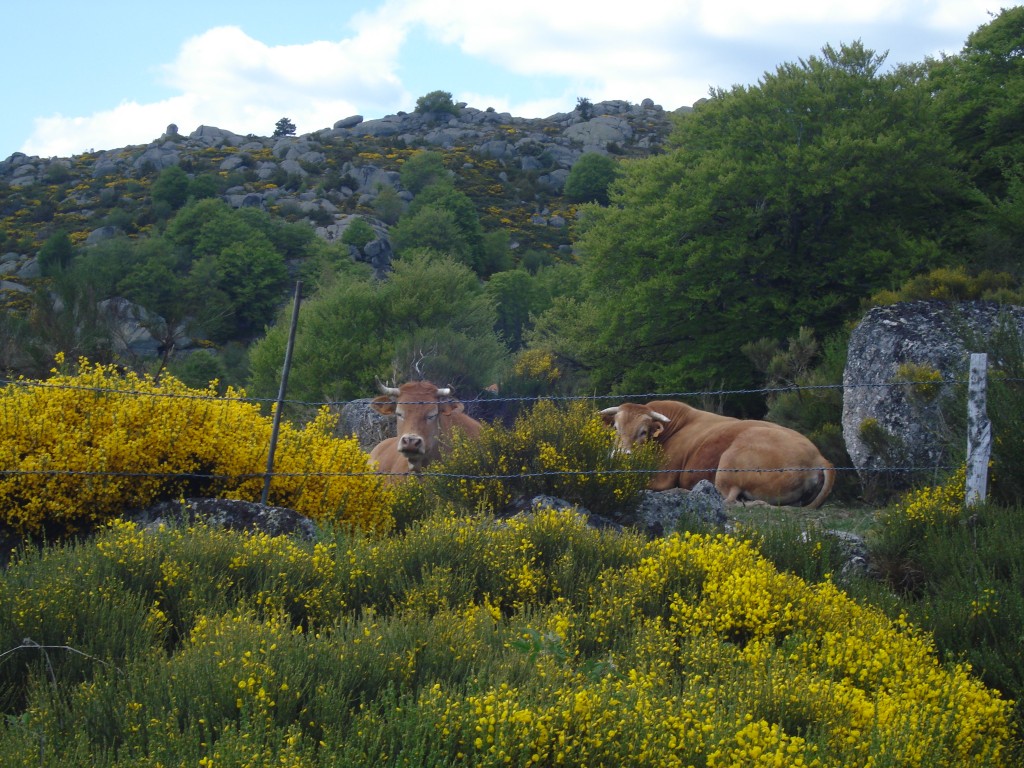 Deux vaches ruminant au milieu des blocs de granit au pied du Truc de Fortunio.