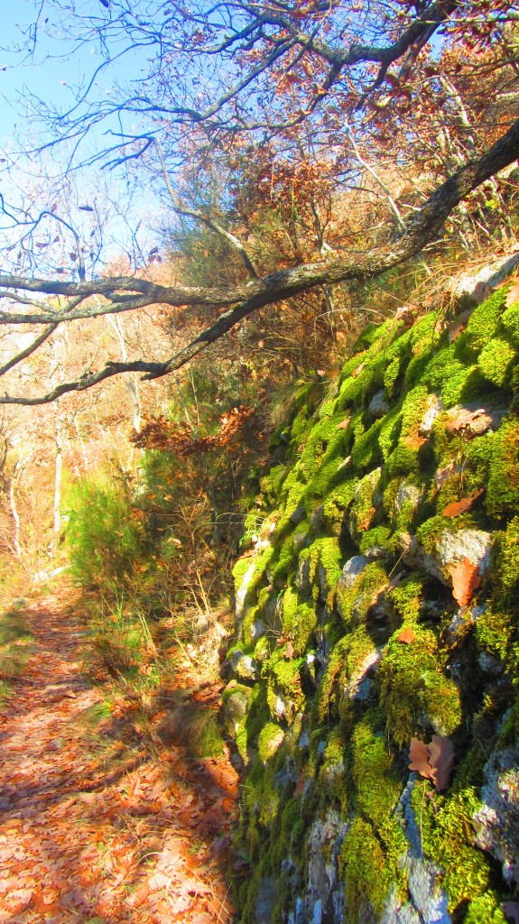 Un mur couvert de mousse près de la cascade. A Rûnes, la cascade n'est pas le seul objet d'enchantement.